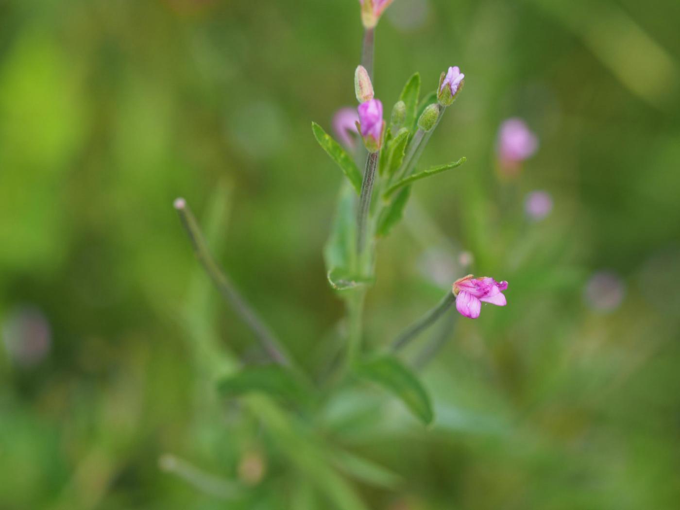 Willow-herb, Short-fruited plant